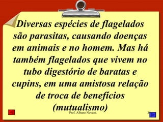 Diversas espécies de flagelados são parasitas, causando doenças em animais e no homem. Mas há também flagelados que vivem no tubo digestório de baratas e cupins, em uma amistosa relação de troca de benefícios (mutualismo) 