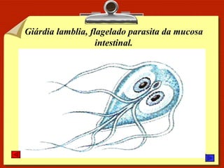 Giárdia lamblia, flagelado parasita da mucosa intestinal. 