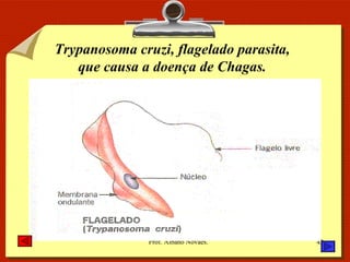 Trypanosoma cruzi, flagelado parasita, que causa a doença de Chagas. 