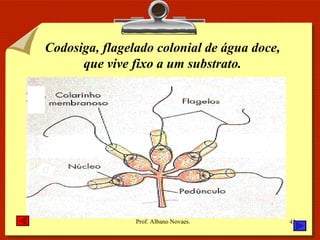 Codosiga, flagelado colonial de água doce, que vive fixo a um substrato. 