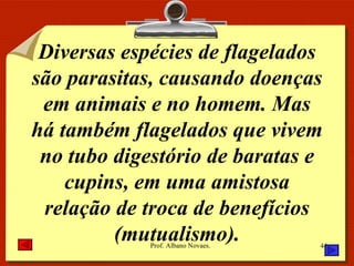 Diversas espécies de flagelados são parasitas, causando doenças em animais e no homem. Mas há também flagelados que vivem no tubo digestório de baratas e cupins, em uma amistosa relação de troca de benefícios (mutualismo). 
