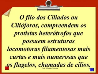 O filo dos Ciliados ou Cilióforos, compreendem os protistas heterótrofos que possuem estruturas locomotoras filamentosas mais curtas e mais numerosas que os flagelos, chamadas de cílios. 