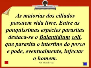As maiorias dos ciliados possuem vida livre. Entre as pouquíssimas espécies parasitas destaca-se o  Balantidium   coli , que parasita o intestino do porco e pode, eventualmente, infectar o homem. 