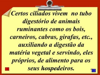 Certos ciliados vivem  no tubo digestório de animais ruminantes como os bois, carneiros, cabras, girafas, etc., auxiliando a digestão da matéria vegetal e servindo, eles próprios, de alimento para os seus hospedeiros. 