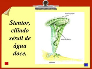 Stentor, ciliado séssil de água doce. 