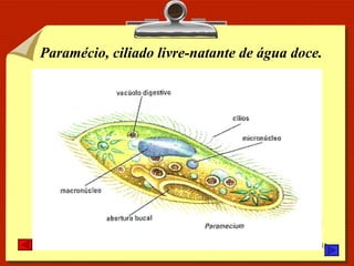 Paramécio, ciliado livre-natante de água doce. 