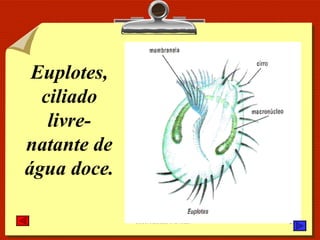 Euplotes, ciliado livre-natante de água doce. 