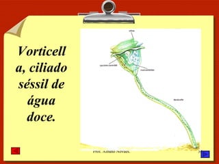 Vorticella, ciliado séssil de água doce. 