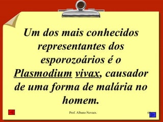 Um dos mais conhecidos representantes dos esporozoários é o  Plasmodium   vivax , causador de uma forma de malária no homem. 