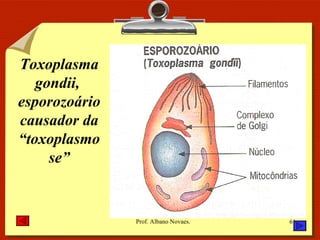 Toxoplasma gondii,  esporozoário causador da “toxoplasmose” 