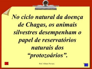 No ciclo natural da doença de Chagas, os animais silvestres desempenham o papel de reservatórios naturais dos “protozoários”. 