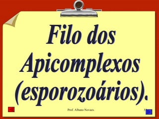Filo dos Apicomplexos (esporozoários). 
