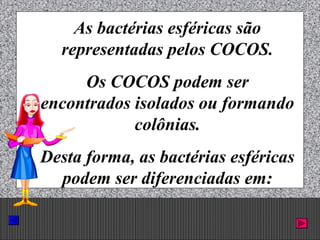 Prof. Albano Novaes. 14
As bactérias esféricas são
representadas pelos COCOS.
Os COCOS podem ser
encontrados isolados ou formando
colônias.
Desta forma, as bactérias esféricas
podem ser diferenciadas em:
 