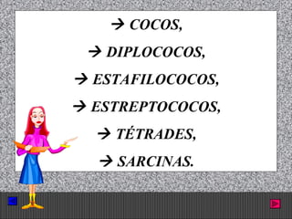 Prof. Albano Novaes. 15
 COCOS,
 DIPLOCOCOS,
 ESTAFILOCOCOS,
 ESTREPTOCOCOS,
 TÉTRADES,
 SARCINAS.
 
