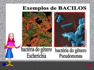 Prof. Albano Novaes. 26
 