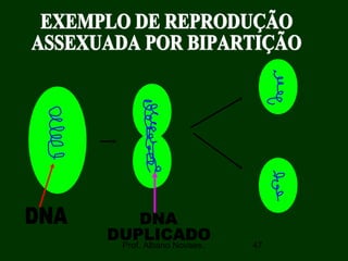Prof. Albano Novaes. 47
 