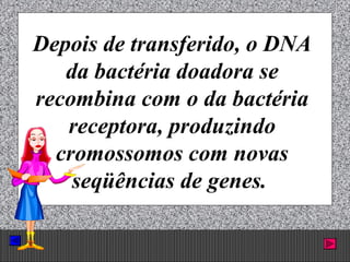 Prof. Albano Novaes. 49
Depois de transferido, o DNA
da bactéria doadora se
recombina com o da bactéria
receptora, produzindo
cromossomos com novas
seqüências de genes.
 