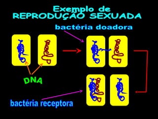 Prof. Albano Novaes. 51
 