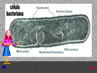 Prof. Albano Novaes. 9
 