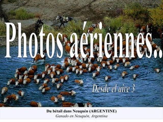 Desde el aire 3 Photos aériennes... Du bétail dans Neuquén (ARGENTINE) Ganado en Neuquén, Argentina 