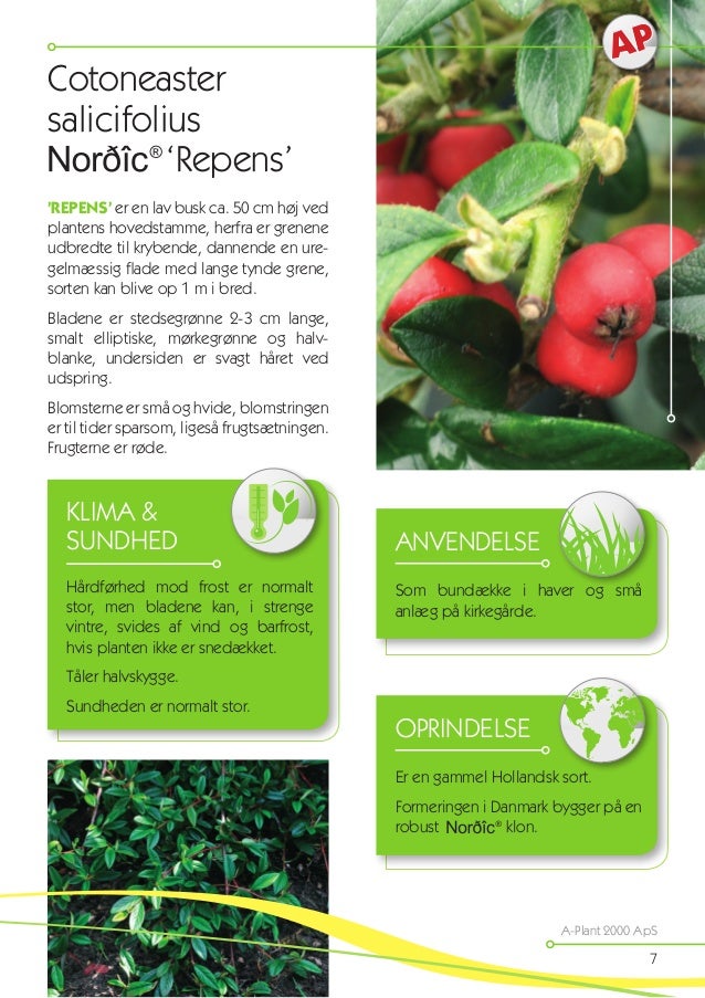 Nordic Plants Katalog A plant 2000 APS