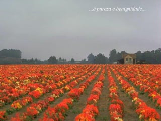 ...é pureza e benignidade... 