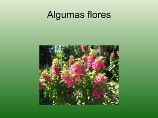 Algumas flores 