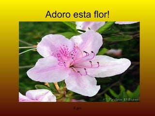 Adoro esta flor! É giro 