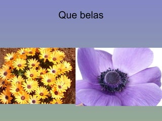Que belas 
