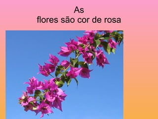 As flores são cor de rosa 