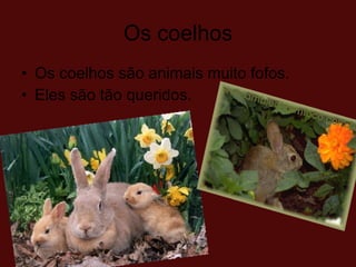 Os coelhos Os coelhos são animais muito fofos.  Eles são tão queridos.  