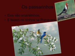 Os passarinhos Eles são amarelinhos.  E fazem os ninhos na Primavera. 