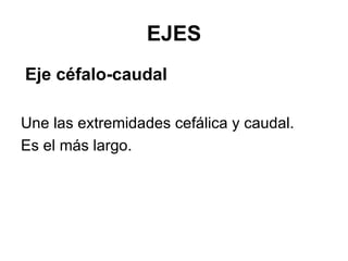 EJES <ul><li>Eje céfalo-caudal </li></ul><ul><li>Une las extremidades cefálica y caudal.  </li></ul><ul><li>Es el más larg...