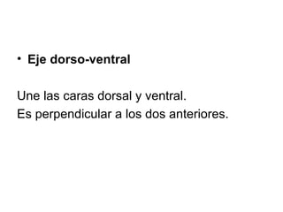<ul><li>Eje dorso-ventral </li></ul><ul><li>Une las caras dorsal y ventral. </li></ul><ul><li>Es perpendicular a los dos a...