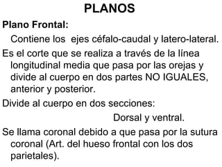 PLANOS <ul><li>Plano Frontal:  </li></ul><ul><li>Contiene los  ejes céfalo-caudal y latero-lateral. </li></ul><ul><li>Es e...