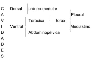<ul><li>C Dorsal  cráneo-medular </li></ul><ul><li>A   Pleural </li></ul><ul><li>V Torácica torax </li></ul><ul><li>I Vent...