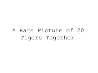 A Rare Picture of 20 Tigers Together   