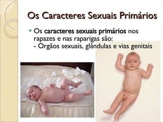 Os Caracteres Sexuais Primários Os  caracteres sexuais primários  nos rapazes e nas raparigas são: - Orgãos sexuais, glândulas e vias genitais 