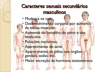 Caracteres sexuais secundários masculinos Mudança na voz.  Desenvolvimento corporal por aumento da massa muscular.  Aumento do tamanho do pénis e dos testículos.  Poluções nocturnas.  Aparecimento do acne.  Aparecimento de pêlos nos órgãos genitais, axilas, etc.  Maior secreção da hormona testosterona 