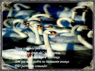 Nesse transvôo pelo céu, se o  cisne  Que está no ápice  do“ V “ se cansa, Um outro assume logo a  liderança Sem que haja quebra no incessante avanço Eles partilham comando! 