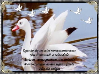 Quando algum deles momentaneamente Vai diminuindo a velocidade Atrás os  cisnes grasnam com amizade Dando coragem ao que segue à frente Eles são amigos 