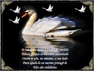 Se um deles deixa a formação-modelo Talvez porque se encontre adoentado Outro se põe, no mínimo, a seu lado Para ajudá-lo ou mesmo protegê-lo Eles são solidários 