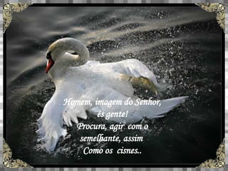Homem, imagem do Senhor, és gente! Procura, agir  com o semelhante, assim  Como os  cisnes.. 