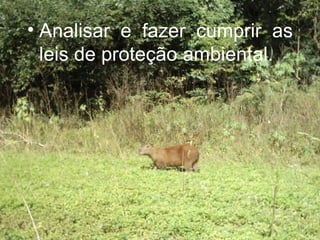 Analisar e fazer cumprir as leis de proteção ambiental. 