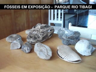 FÓSSEIS EM EXPOSIÇÃO -  PARQUE RIO TIBAGI 