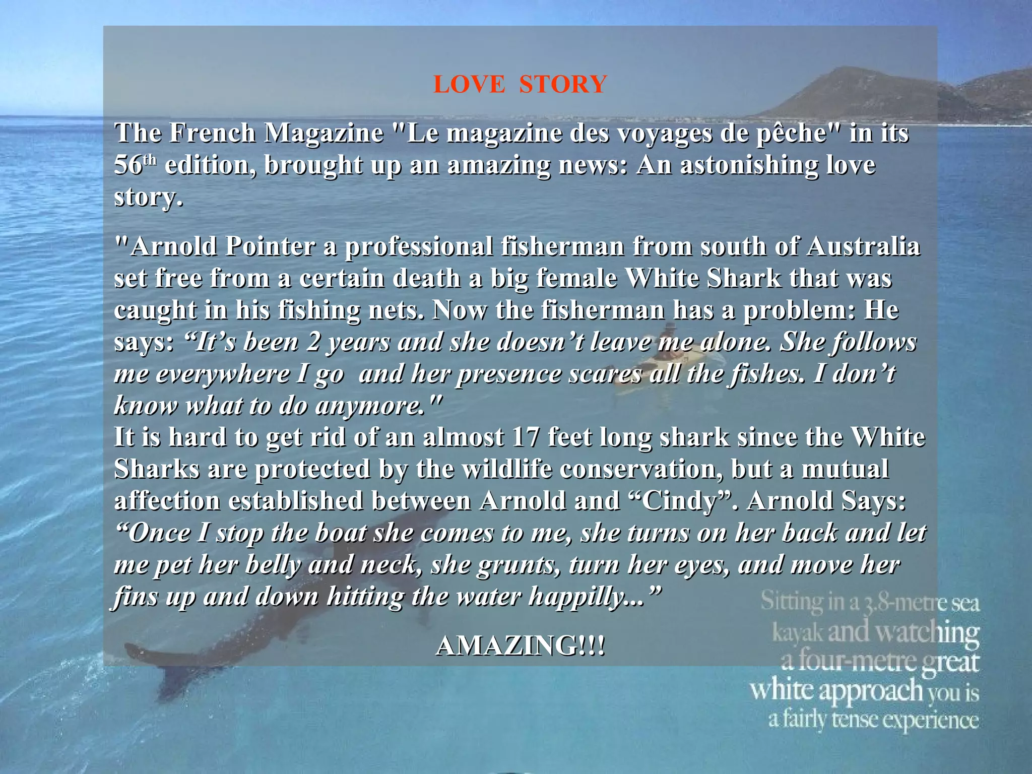 LOVE  STORY The French Magazine &quot;Le magazine des voyages de pêche&quot; in its 56 th  edition, brought up an amazing news: An astonishing love story. &quot;Arnold Pointer a professional fisherman from south of Australia set free from a certain death a big female White Shark that was caught in his fishing nets. Now the fisherman has a problem: He says:  “It’s been 2 years and she doesn’t leave me alone. She follows me everywhere I go  and her presence scares all the fishes. I don’t know what to do anymore.&quot; It is hard to get rid of an almost 17 feet long shark since the White Sharks are protected by the wildlife conservation, but a mutual affection established between Arnold and “Cindy”. Arnold Says:  “Once I stop the boat she comes to me, she turns on her back and let me pet her belly and neck, she grunts, turn her eyes, and move her fins up and down hitting the water happilly...” AMAZING!!! 