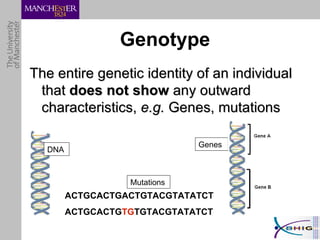 The entire genetic identity of an individual that  does not show  any outward characteristics,  e.g.  Genes, mutations Genotype DNA ACTGCACTGACTGTACGTATATCT ACTGCACTG TG TGTACGTATATCT Mutations Genes 