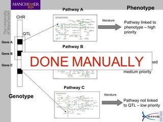 CHR QTL Gene A Gene B Pathway A Pathway B Pathway linked to phenotype – high priority Pathway not linked to phenotype – medium priority Pathway C Phenotype literature literature literature Gene C Pathway not linked to QTL – low priority Genotype DONE MANUALLY 