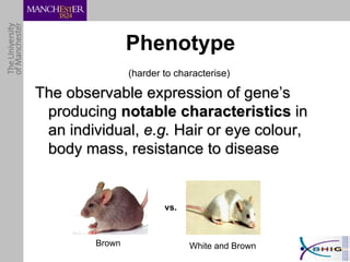 (harder to characterise)  The observable expression of gene’s producing  notable characteristics  in an individual,  e.g.  Hair or eye colour, body mass, resistance to disease Phenotype vs. Brown White and Brown 