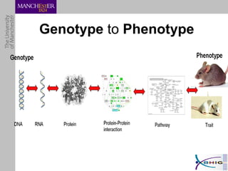 Genotype  to  Phenotype 